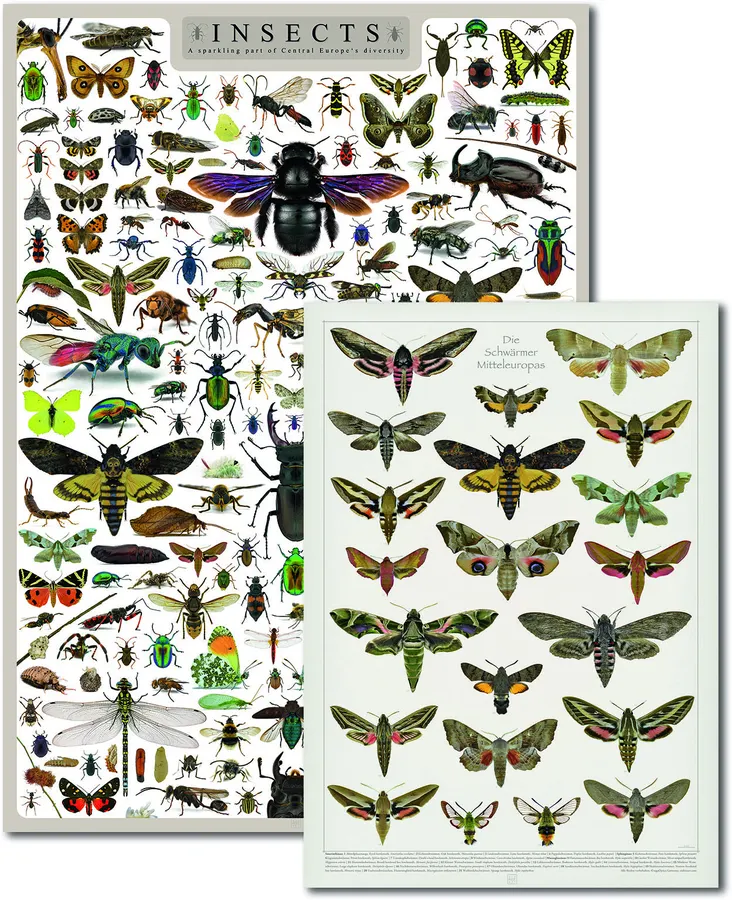 Poster Insects & Die Schwärmer Mitteleuropas