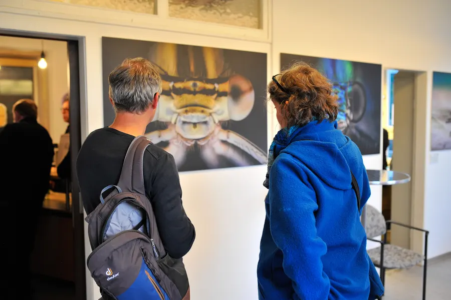 Insekten-Makrofotografie