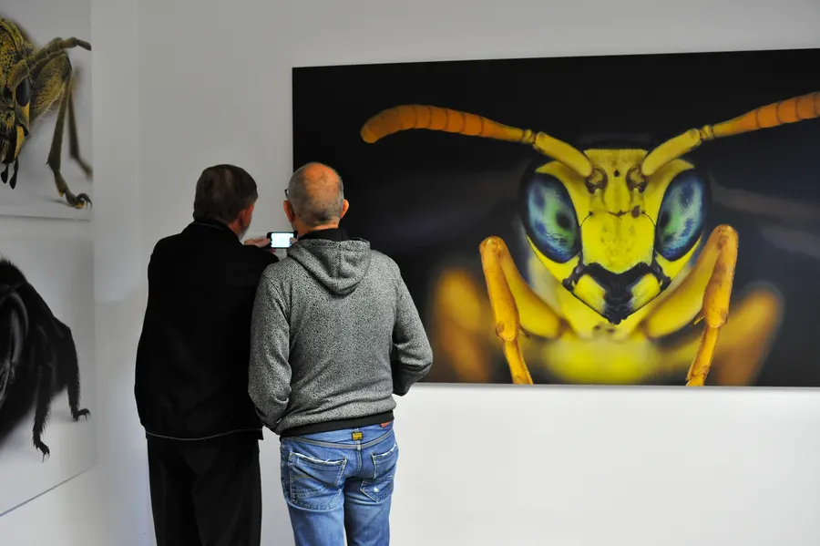 Insekten-Makrofotografie