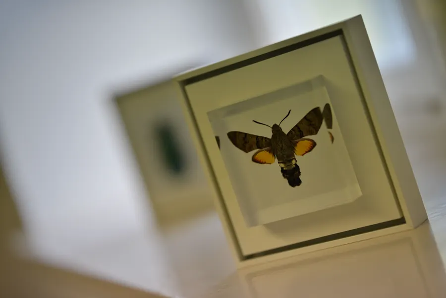 Insekten-Makrofotografie