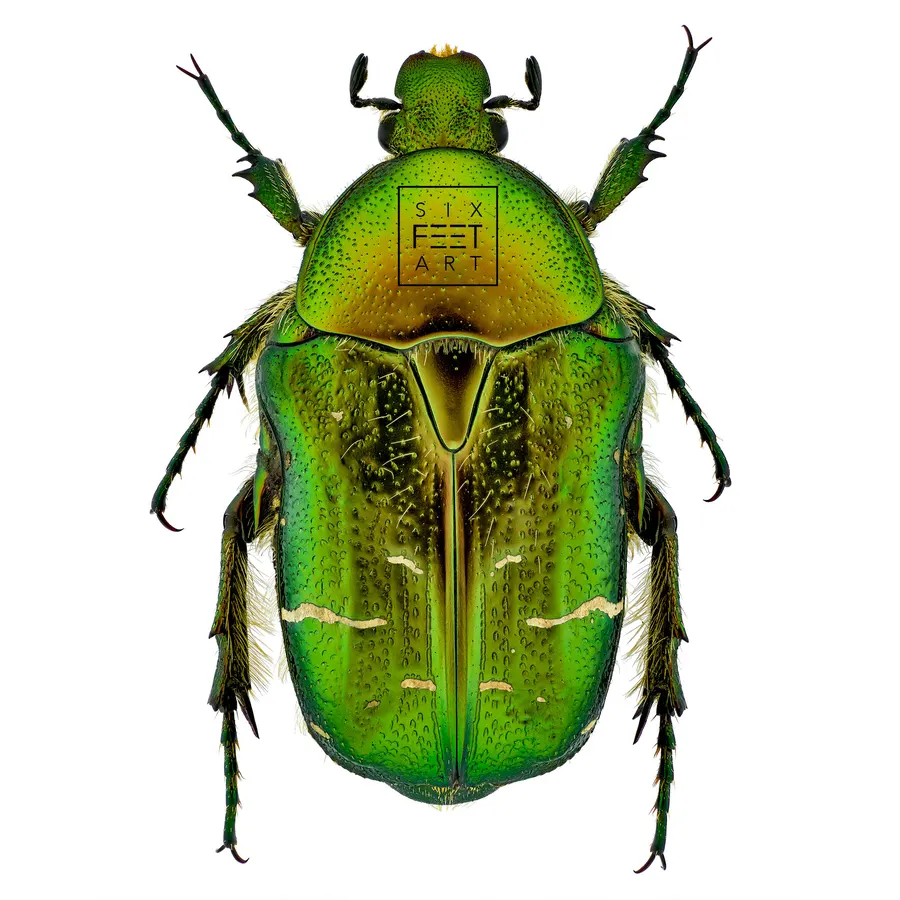 Insekten-Makrofotografie von Thorben Danke
