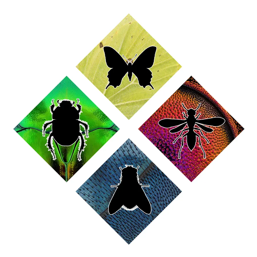 Megadiverse insect orders