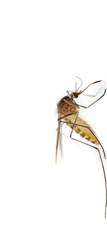 Mosquito