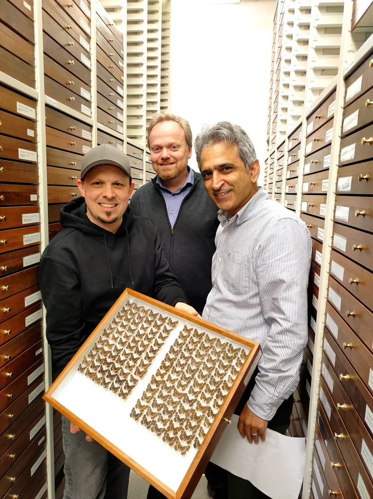 Thorben Danke, Prof. Dr. Lars Krogmann and Dr. Hossein Rajaei with an insect drawer in the collection of the Natural History Museum Stuttgart