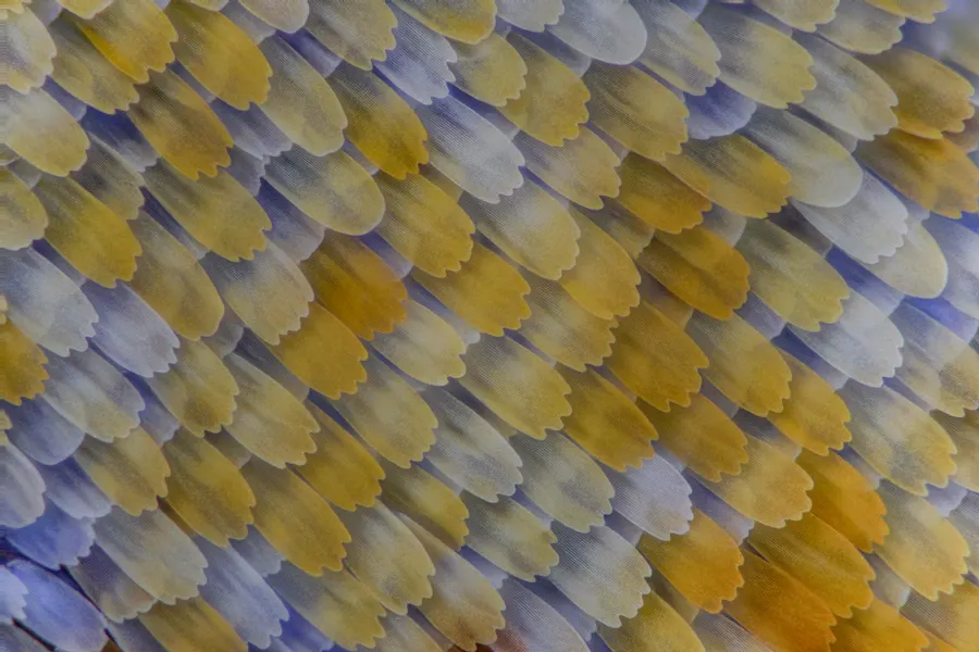 Butterfly wing scales, composed of 222 exposures with a 40× microscope objective