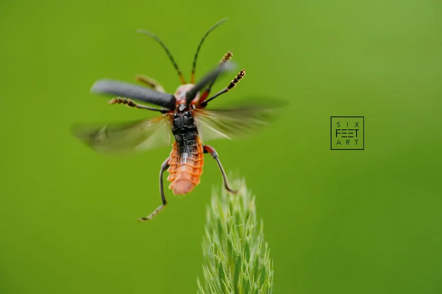 Insect taking off