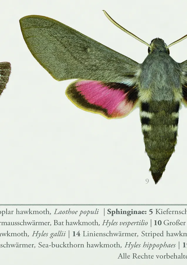 The Hawk-moths of Central Europe – detail