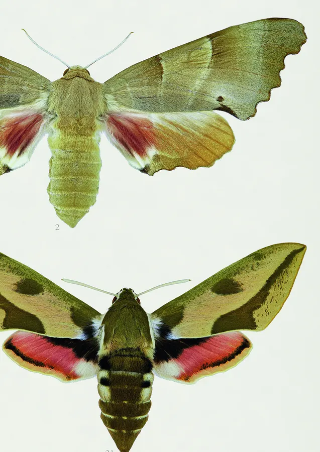 The Hawk-moths of Central Europe – detail
