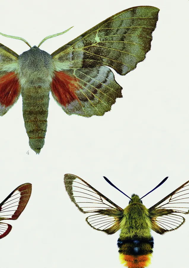 The Hawk-moths of Central Europe – detail