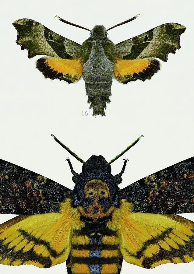 The Hawk-moths of Central Europe – detail
