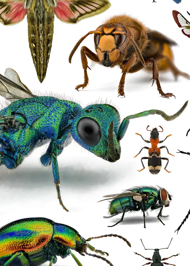 Insects – detail