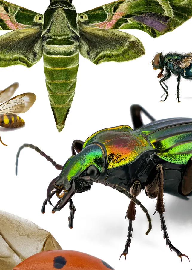 Insects – detail