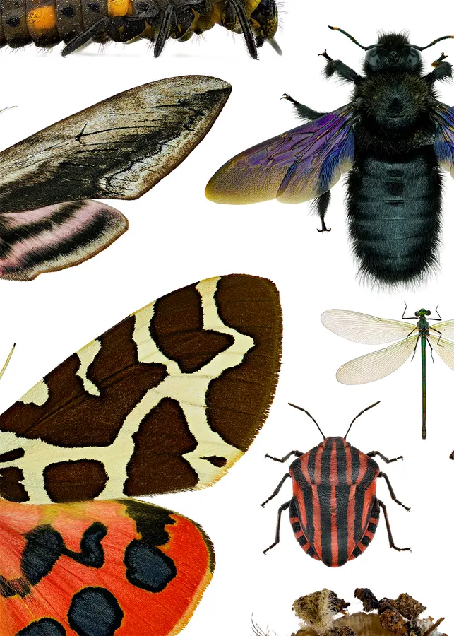 Insects – detail