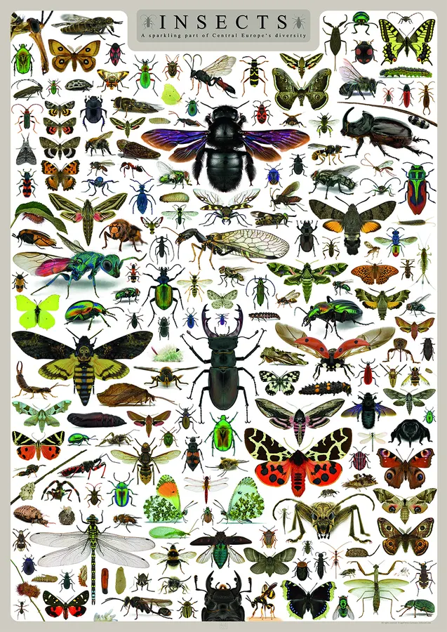 Poster Insects