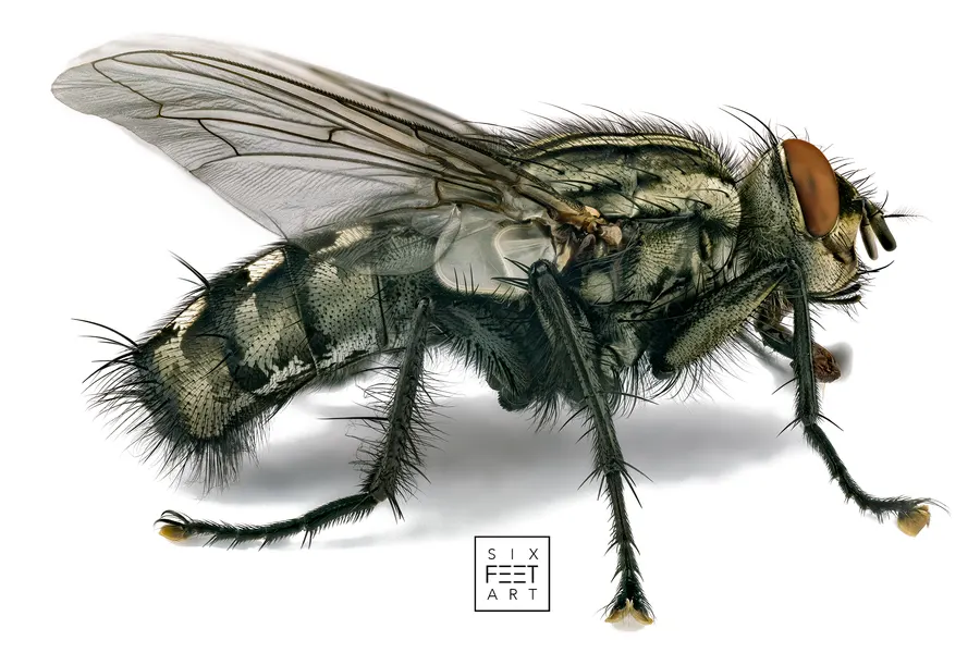 Flesh fly