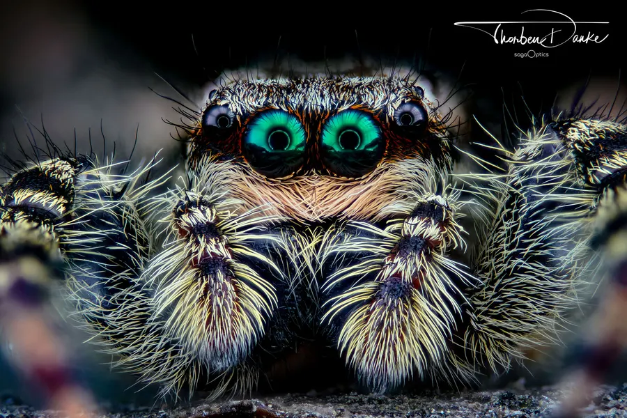 Jumping spider