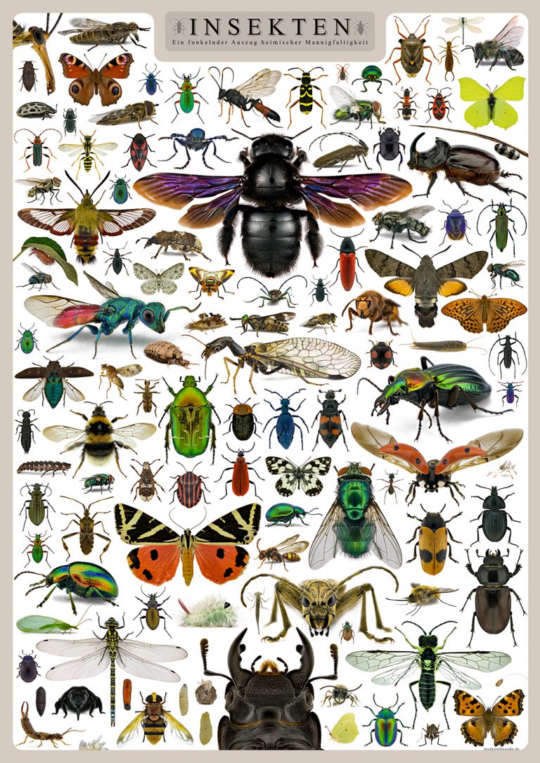 Insekten Bilder Mit Namen Deutsch SIX FΞΞT ART – Insekten-Makrofotografie